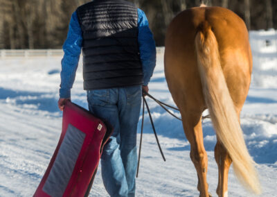 Western saddle pad - Ecogold Western Saddle Pad Burgundy