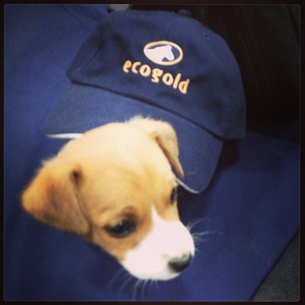 ECOGOLD, Loved by Puppies